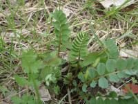 Astragalus.JPG