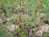 Equisetum-arvense.JPG