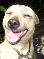 happy-dog_2.jpg