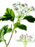 hawthorn11.jpg