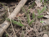 Lycopodium-annotium.JPG