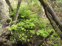 Gymnocarpium-dryopteris.JPG