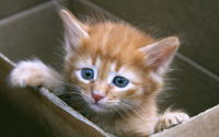 4244190-kitten.jpg