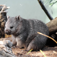 25487453-cute-wild-wombat-in-Tasmania-Australia-St.jpg