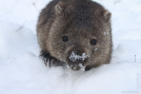 Wombat-In-Snow.jpg