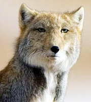 tibetan-fox-square-head.jpg