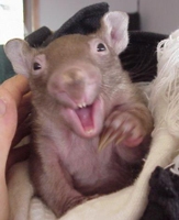 babyWombat2a.jpg