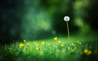 Full-HD-Grass-Wallpapers.JPG