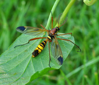 ctenophora_ornata_bu0150.jpg