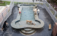 Spa-Paws-Hotel-pool-580x376.jpg