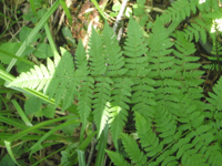 Dryopteris-carthusiana-1.JPG