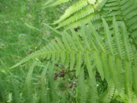 Dryopteris-filix-mas.JPG