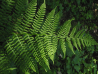 Athyrium-filix-femina.JPG