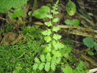 Asplenium-неможетбыть-viride.JPG