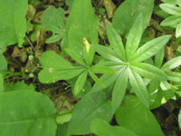 Galium-odoratum.JPG