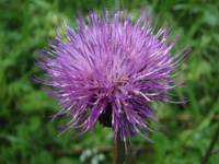 Cirsium-heterophyllum.JPG