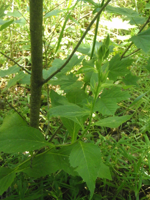 Campanula-latifolia.JPG