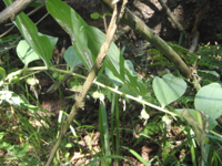 Polygonatum-multiflorum.JPG