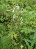 listera-ovata.JPG