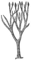 PSM_V18_D630_Restoration_of_a_lepidodendron.jpg