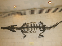 TravelMe_Russia_Moscow_Museum-of-Paleontology_foto.jpg