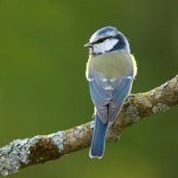 Cyanistes_caeruleus_3_Luc_Viatour.jpg