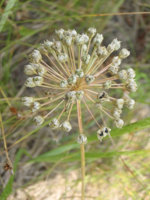 Allium-angulosum.JPG