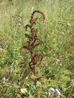 Rumex-aquaticus2.JPG