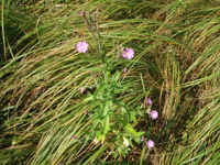 Epilobium-hirsutum.JPG