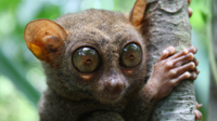 tarsier-monkey-animal-primate-eyes-cute-2560x1440.jpg