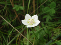 Parnassia-palustre-(2).JPG