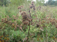 Arctium-lappa.JPG