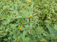 Bidens-frondosa.JPG