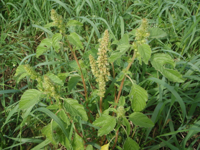 Amaranthus-retroflexus.JPG