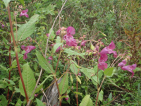 Impatiens-glandulifera.JPG