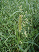 Setaria-viridis.JPG