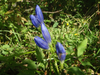 Gentiana-pneumonanthe-(8).JPG