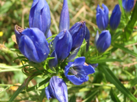 Gentiana-pneumonanthe-(1).JPG