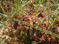 Sphagnum-magellanicum-(2).JPG