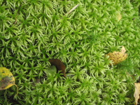 Sphagnum-magellanicum.JPG