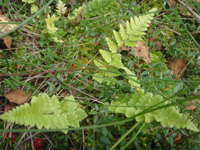 Dryopteris-cristata-(1).JPG