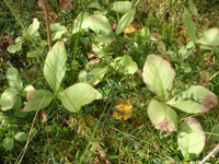 Menyanthes-trifoliata.JPG