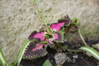 Coleus-×-hybridus.jpg