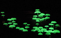 mushroom-green.jpg