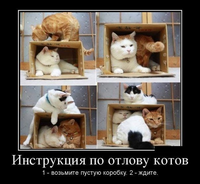 kote-instruktsiya-po-otlovu-kotov-котэ-демотиватор.jpeg