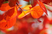 autumn-red-leaves_2046338i.jpg