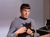 tumblr-static-spock-cat.jpg