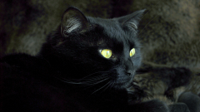 Black-Cat-And-Gold-Cat-Eye-Wallpaper-Background.jpg