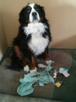 9guilty-dogs-9.jpg