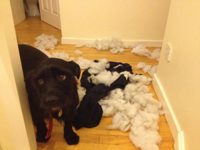 8guilty-dogs-7.jpg